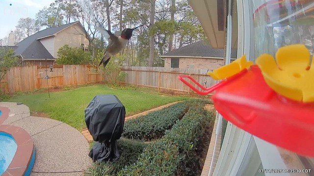 Colibri à gorge rubis - ML652618625