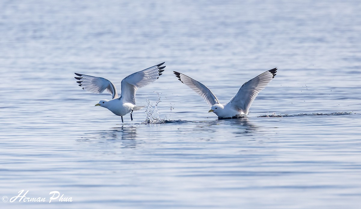 Black-legged Kittiwake - ML652618639