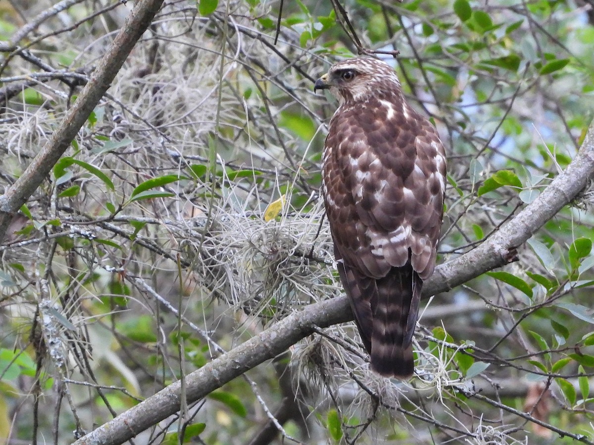 Broad-winged Hawk (Northern) - ML652618666