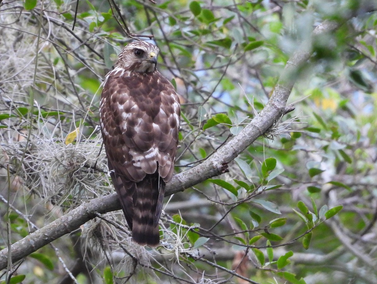 Broad-winged Hawk (Northern) - ML652618667