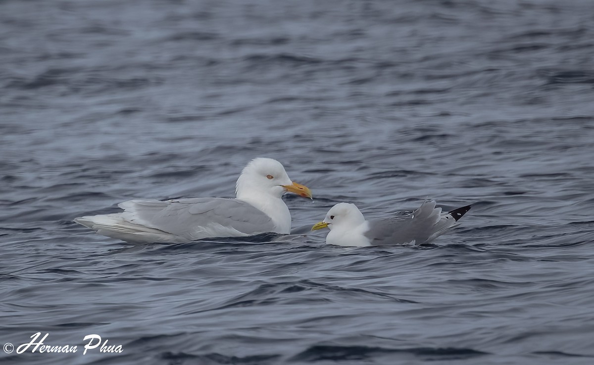 Glaucous Gull - ML652618712