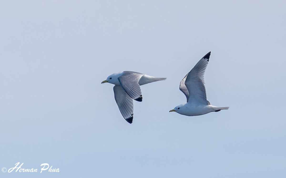 Black-legged Kittiwake - ML652618793