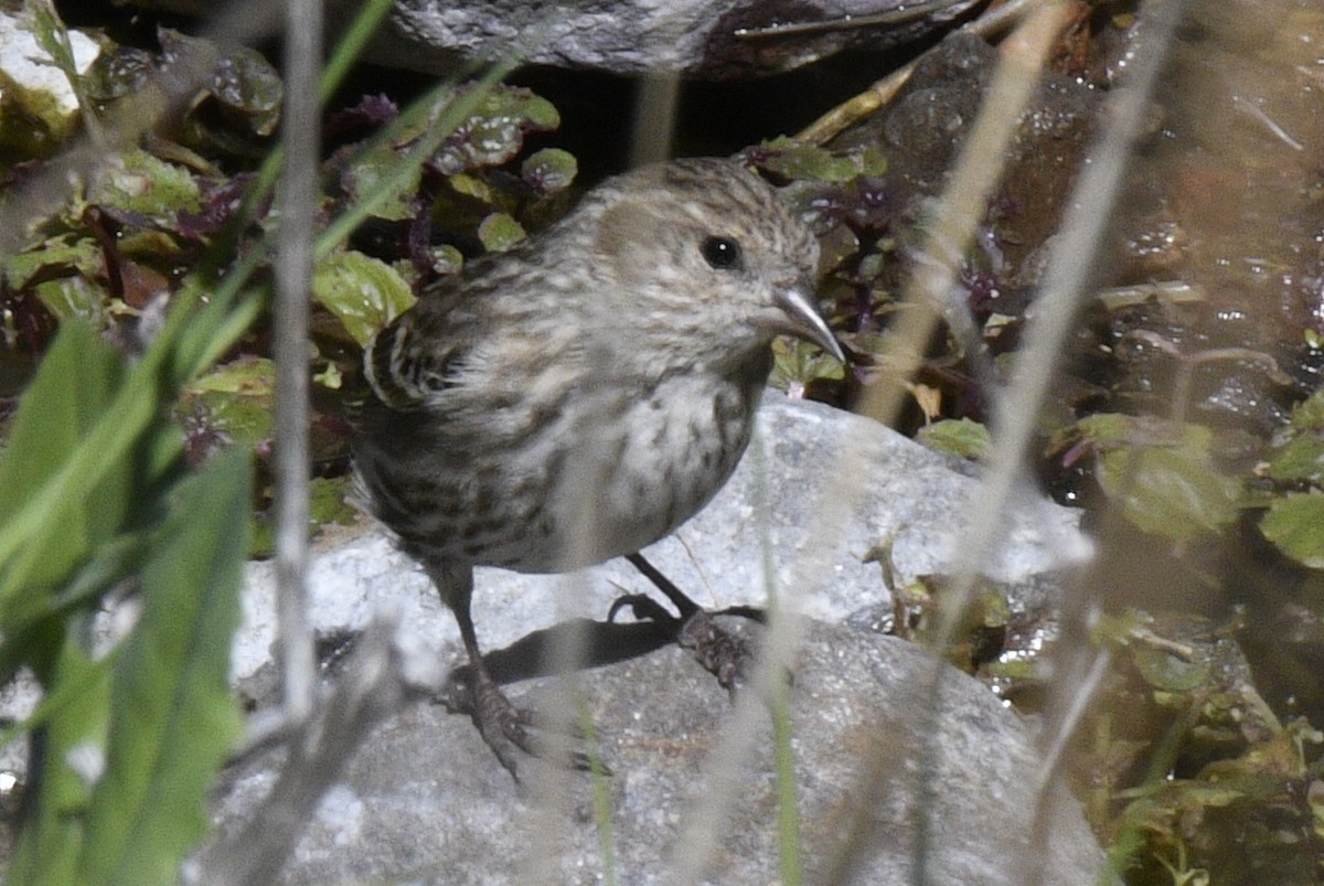 マツノキヒワ - ML652618902