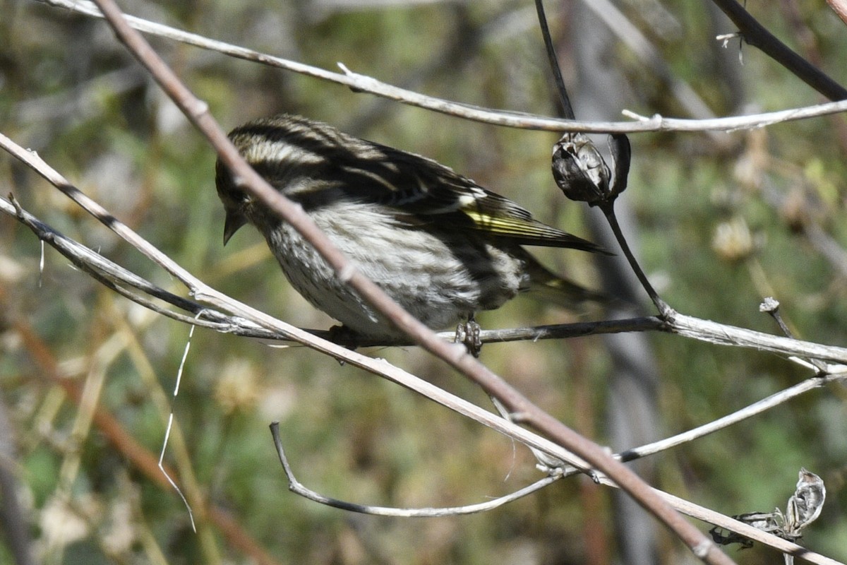 マツノキヒワ - ML652618903