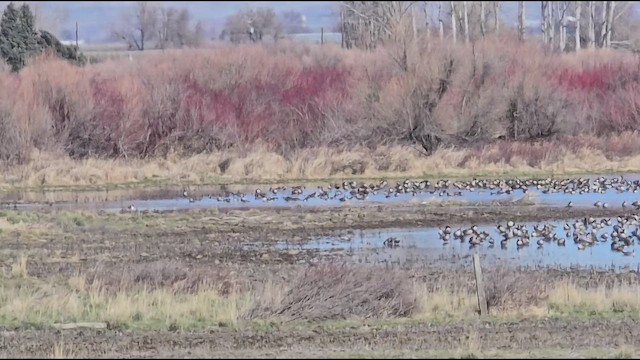 Bernache de Hutchins - ML652618906