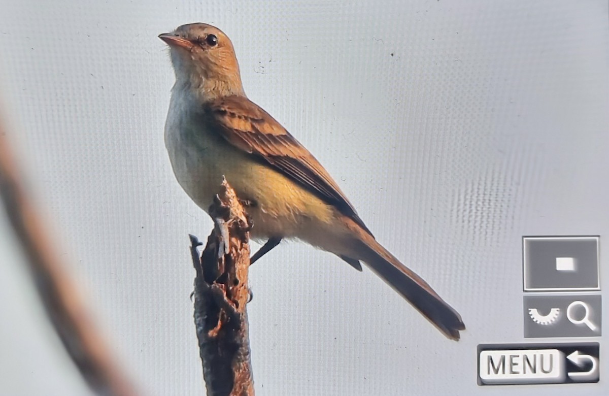 Mouse-colored Tyrannulet (Northern) - ML652619015