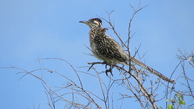 Grand Géocoucou - ML652619159