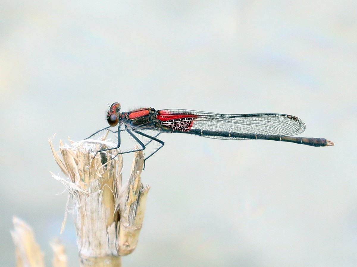 Cryptic Rubyspot - ML652619190