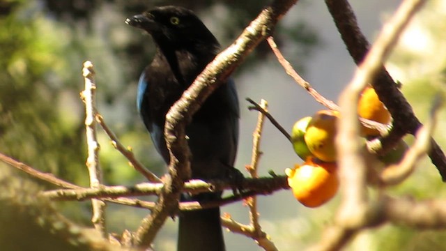 raggskrike - ML652619277