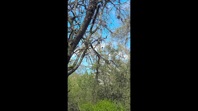 Urubu noir - ML652619435