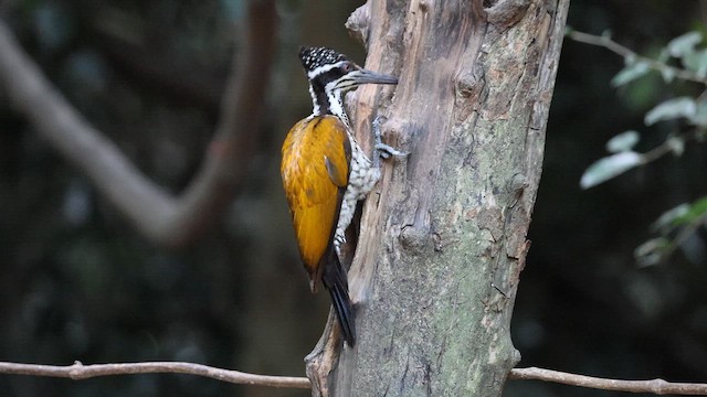 Pic de Tickell - ML652619470