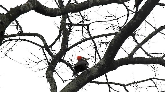 Grand Pic - ML652619487