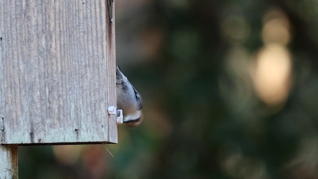 Sittelle à tête brune - ML652619666