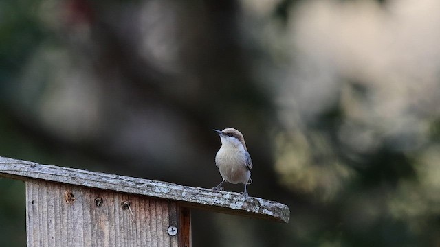 Sittelle à tête brune - ML652619784