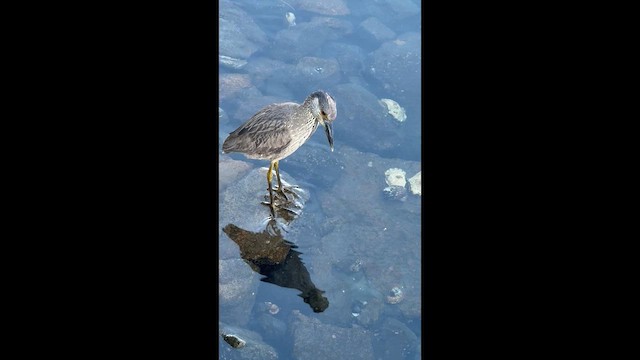 Bihoreau violacé - ML652619826