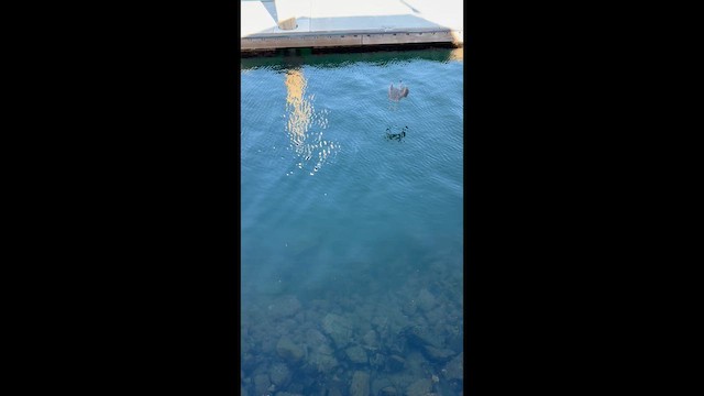 Bihoreau violacé - ML652619827