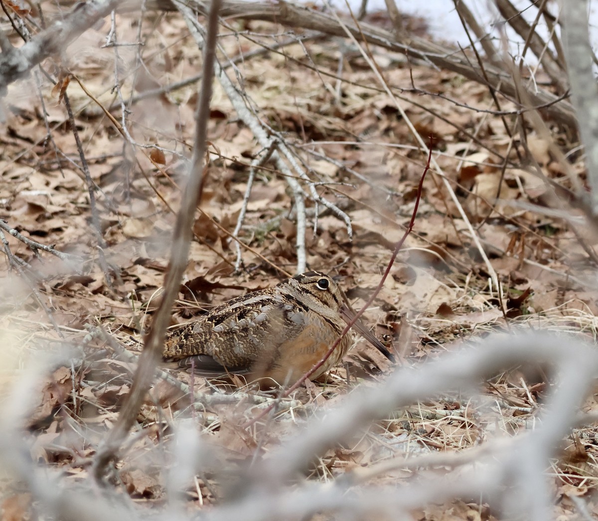 American Woodcock - ML652619845