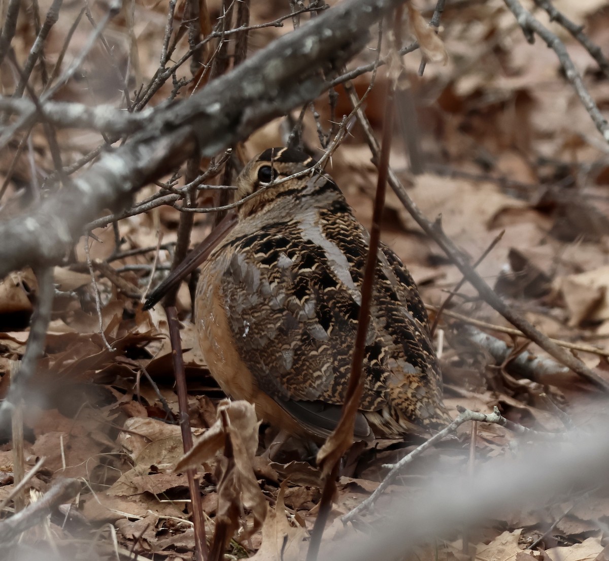 American Woodcock - ML652619856
