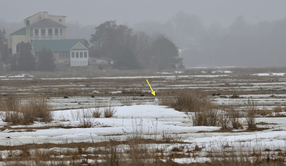 Цэвдгийн ууль - ML652619865