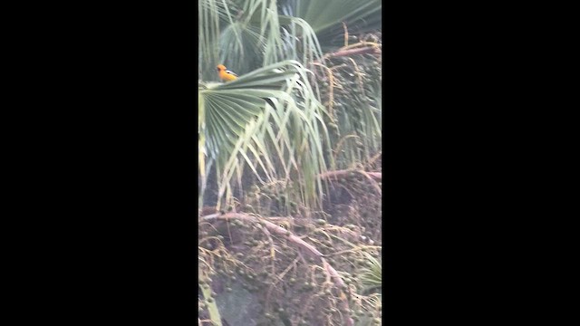 Oriole masqué - ML652619885