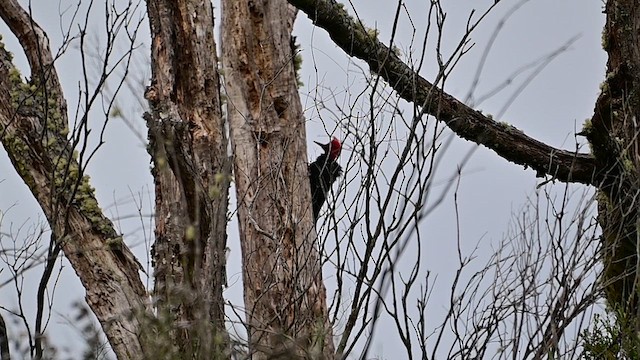 Pic de Magellan - ML652619891