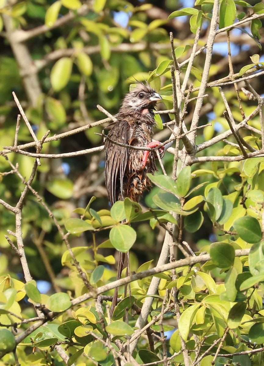 Чепіга бурокрила - ML652619946