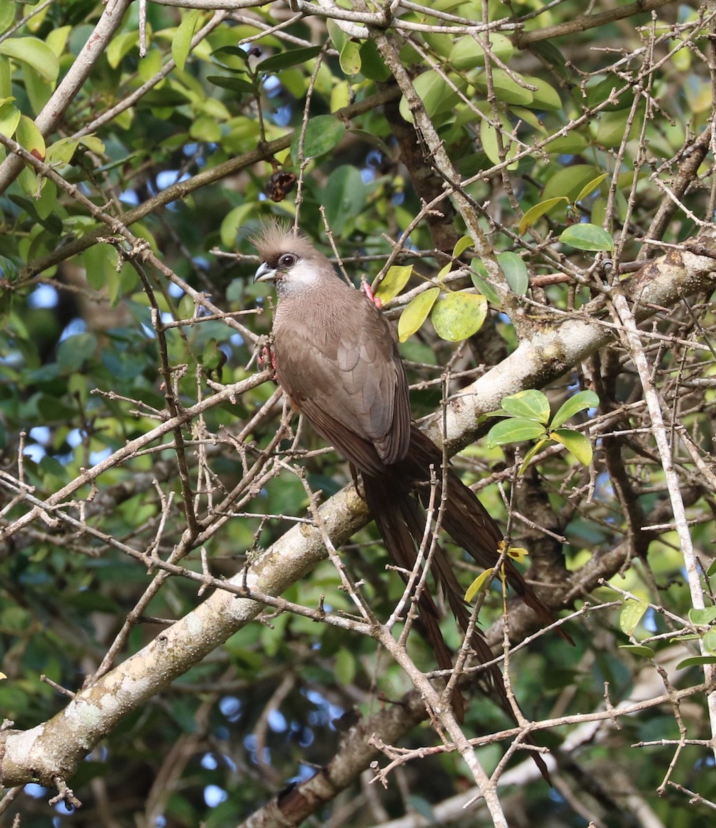 Чепіга бурокрила - ML652619947