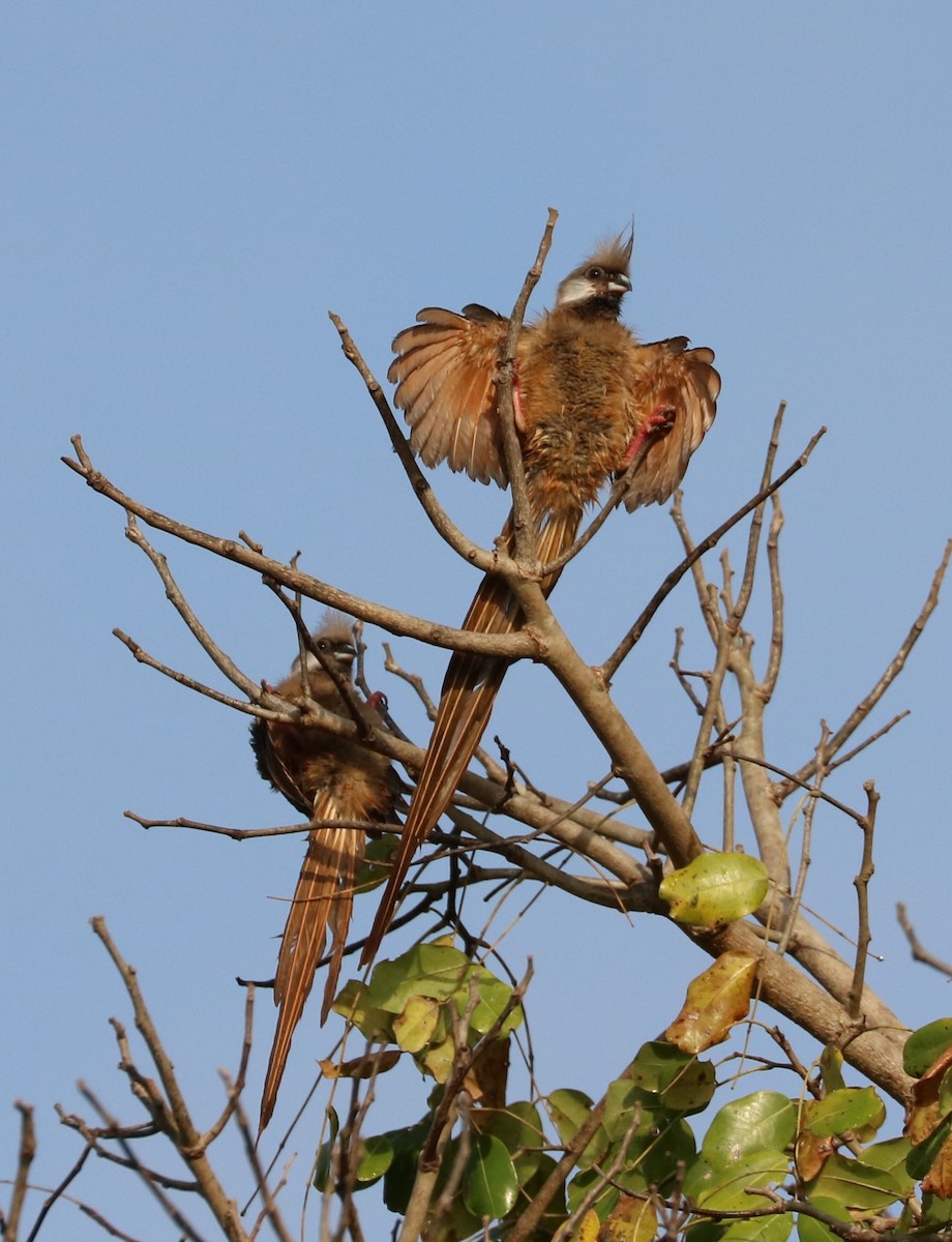 Чепіга бурокрила - ML652619961