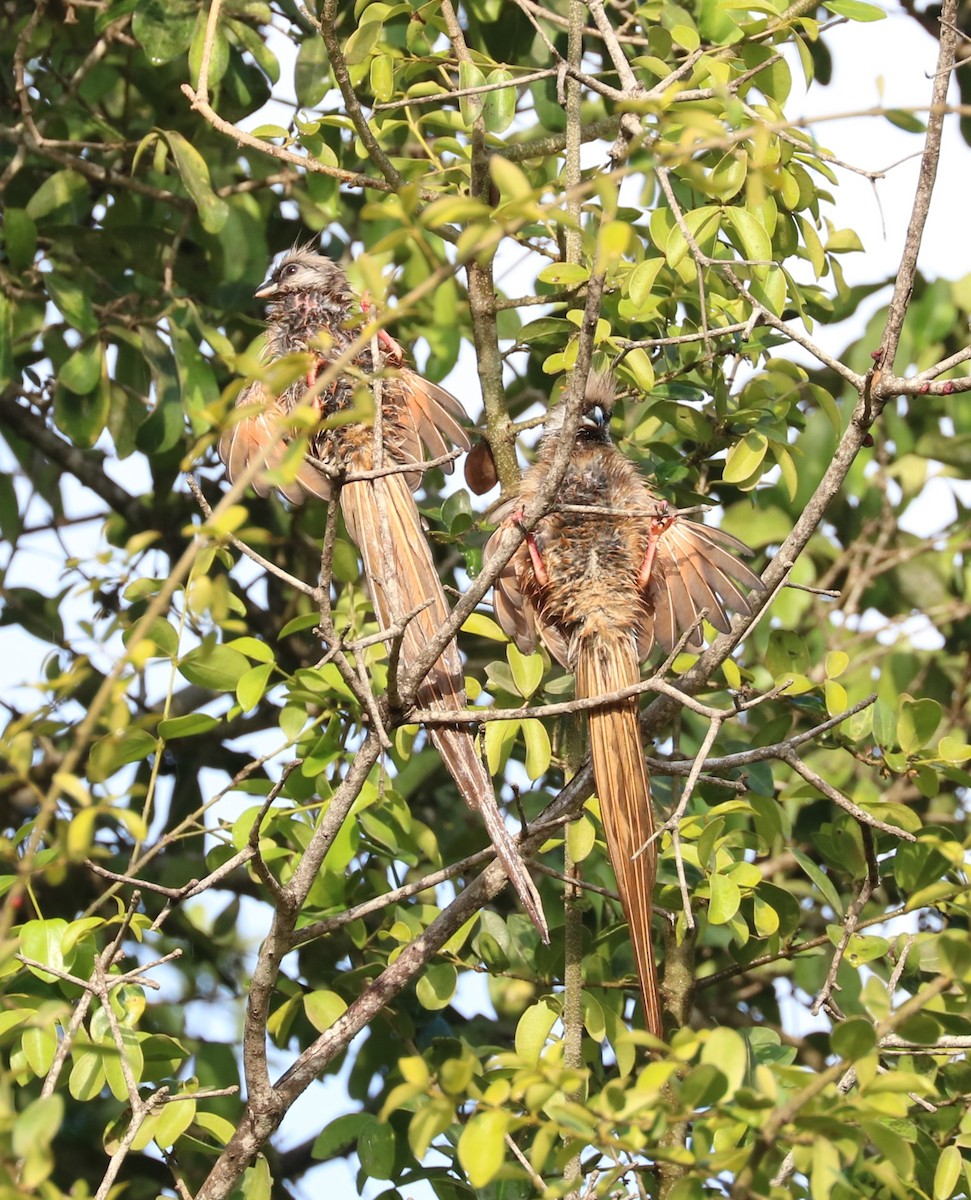 Чепіга бурокрила - ML652620010