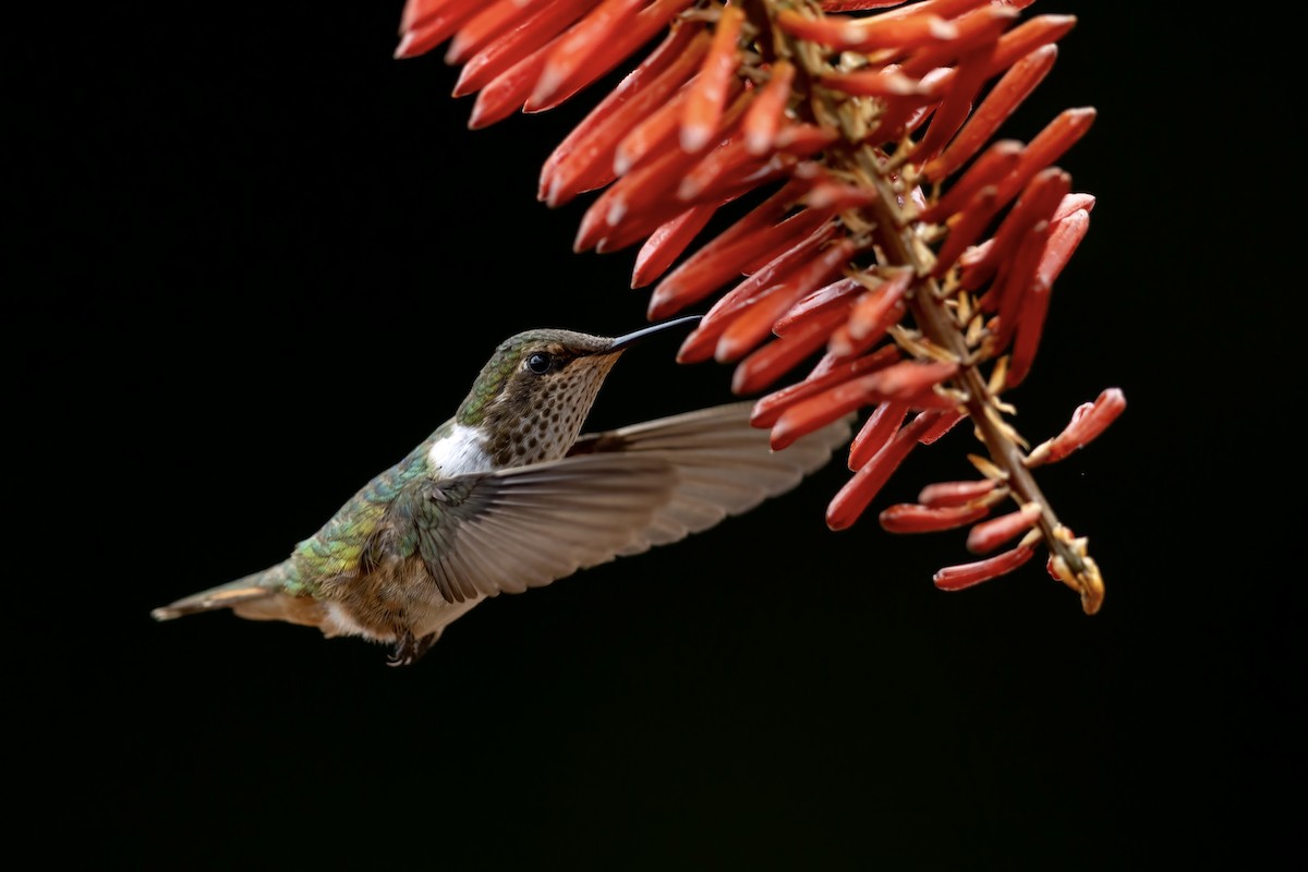 バラエリフトオハチドリ - ML652620197