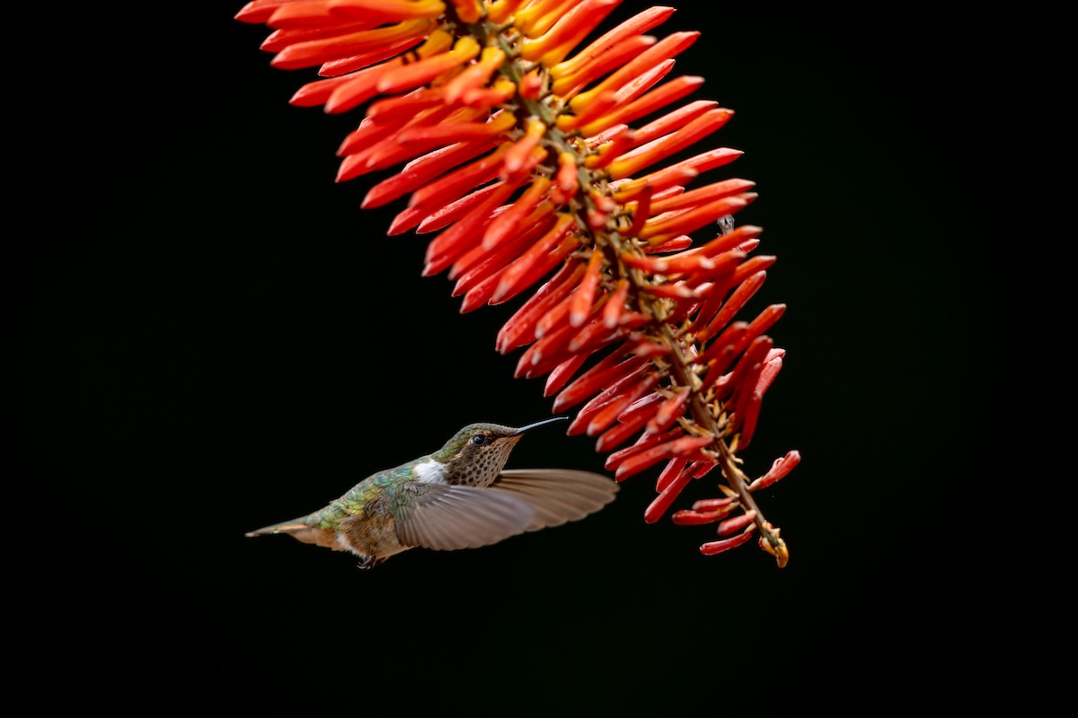 バラエリフトオハチドリ - ML652620202