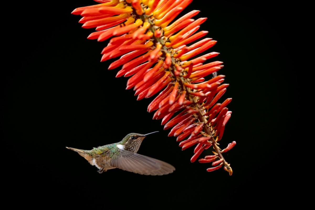 バラエリフトオハチドリ - ML652620204