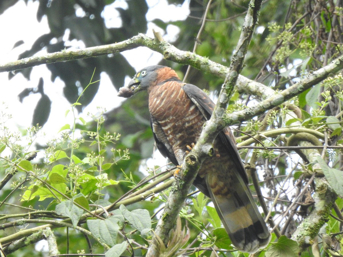 Langschnabelweih - ML652620262