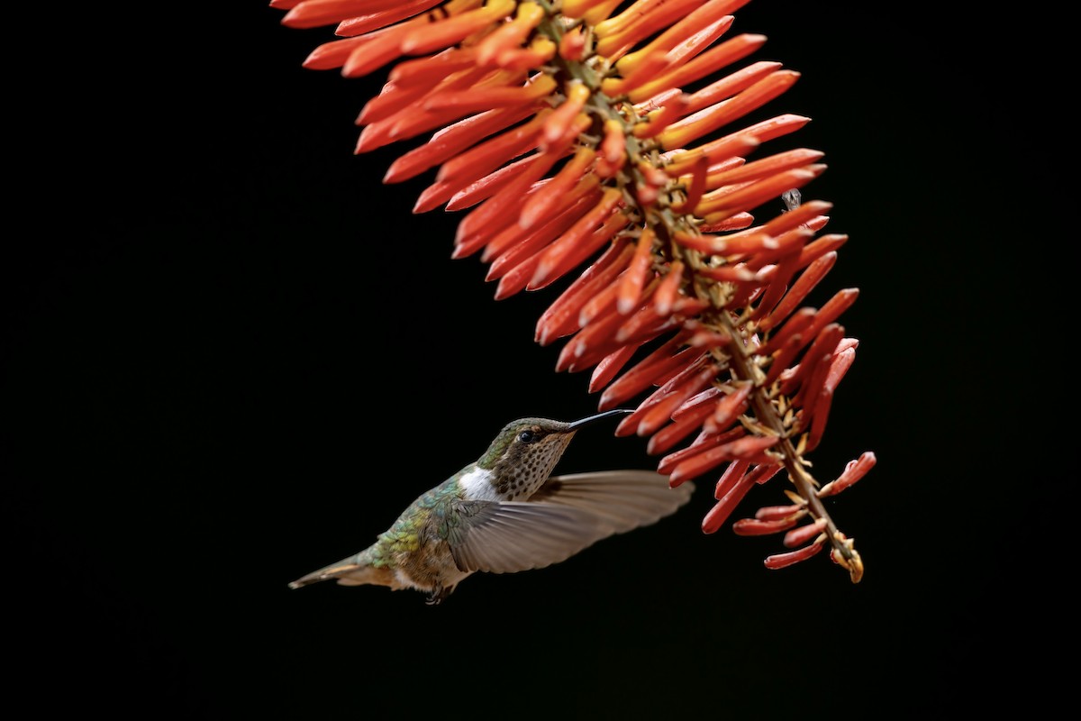 バラエリフトオハチドリ - ML652620419