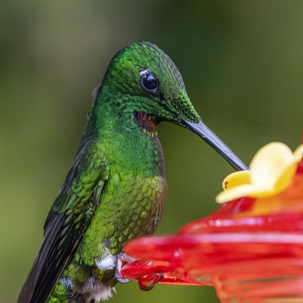 Empress Brilliant - ML652620449