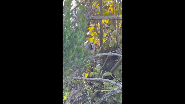 ミヤマシトド - ML652621355