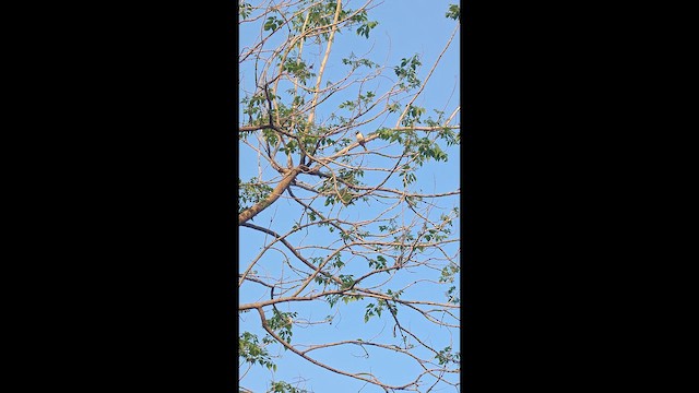 House Sparrow - ML652621387