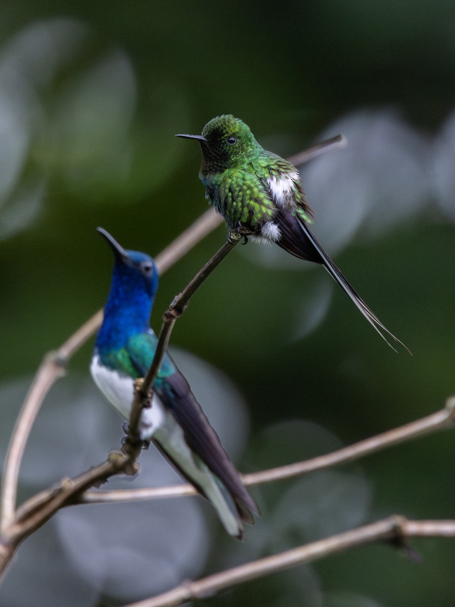 Green Thorntail - ML652621971