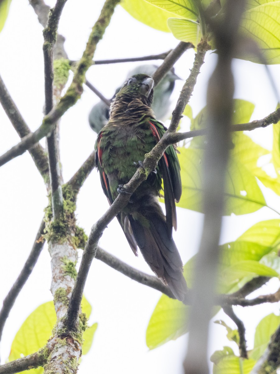 Maroon-tailed Parakeet (Choco) - ML652621983