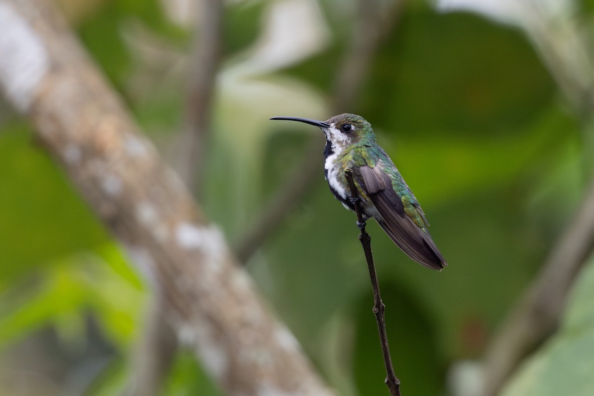Black-throated Mango (Ecuadorian) - ML652621987