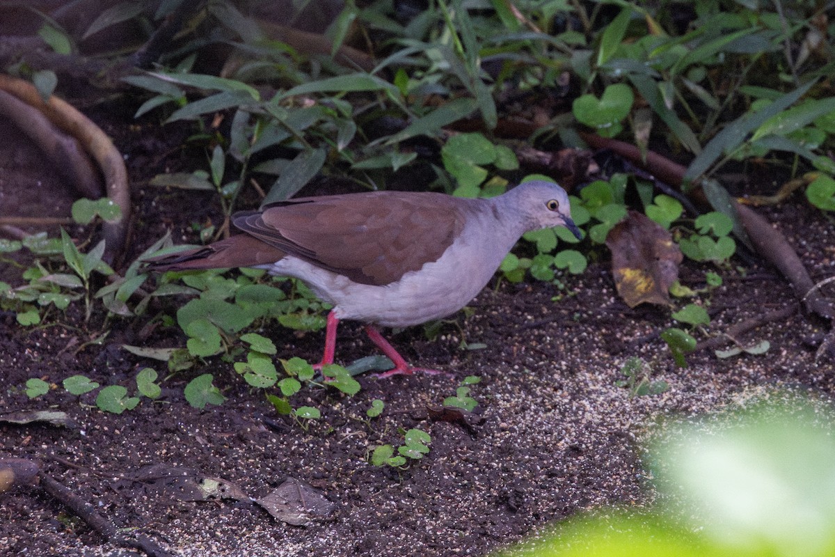 Pallid Dove - ML652621993