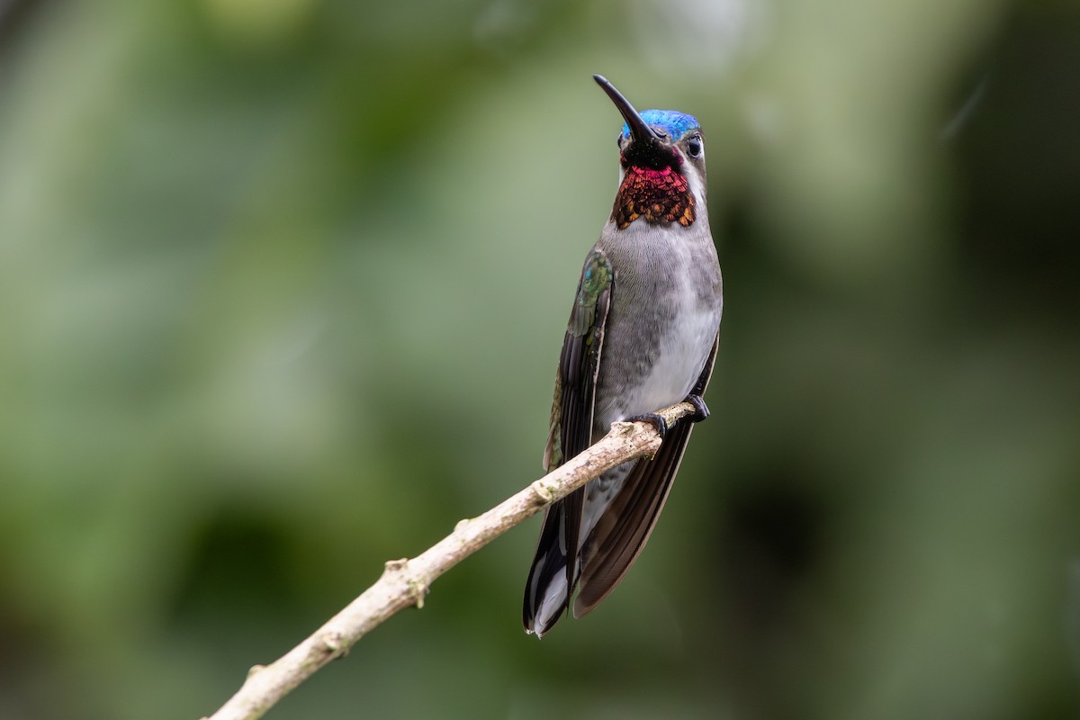 Long-billed Starthroat - ML652622005