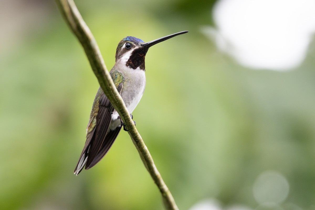 Long-billed Starthroat - ML652622006
