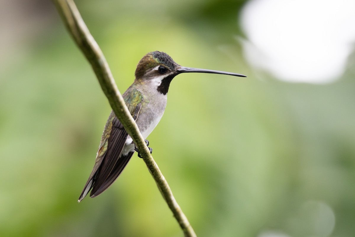 Long-billed Starthroat - ML652622007