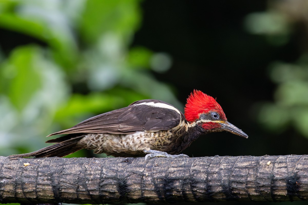 Lineated Woodpecker (Dusky-winged) - ML652622017
