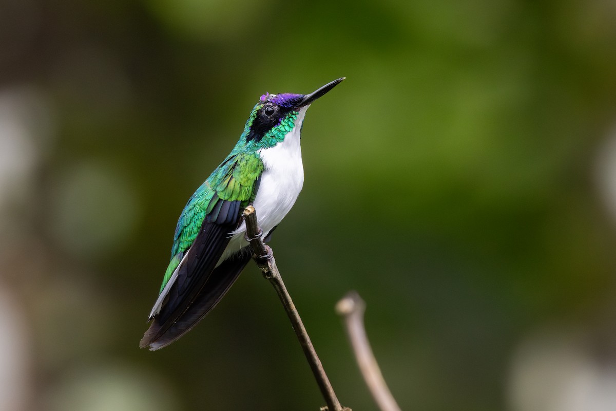 Purple-crowned Fairy - ML652622047