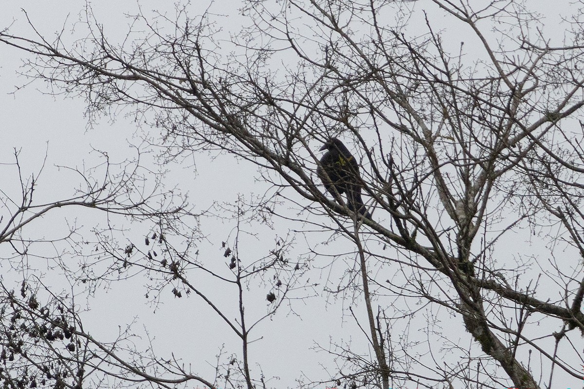 Giant Cowbird - ML652622082
