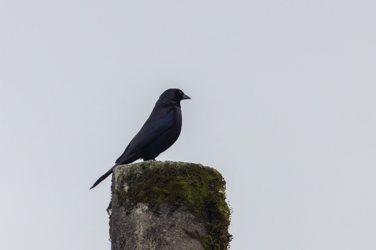 Shiny Cowbird - ML652622090