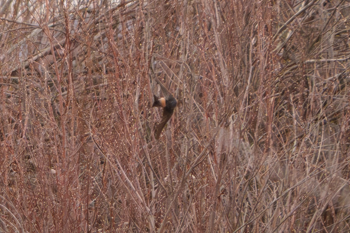 Cliff Swallow - ML652622244