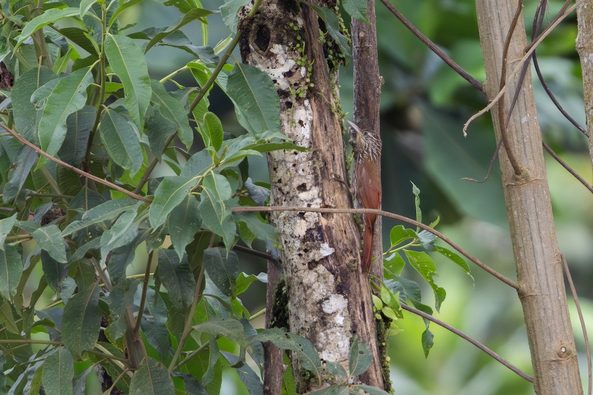 Streak-headed Woodcreeper - ML652622339